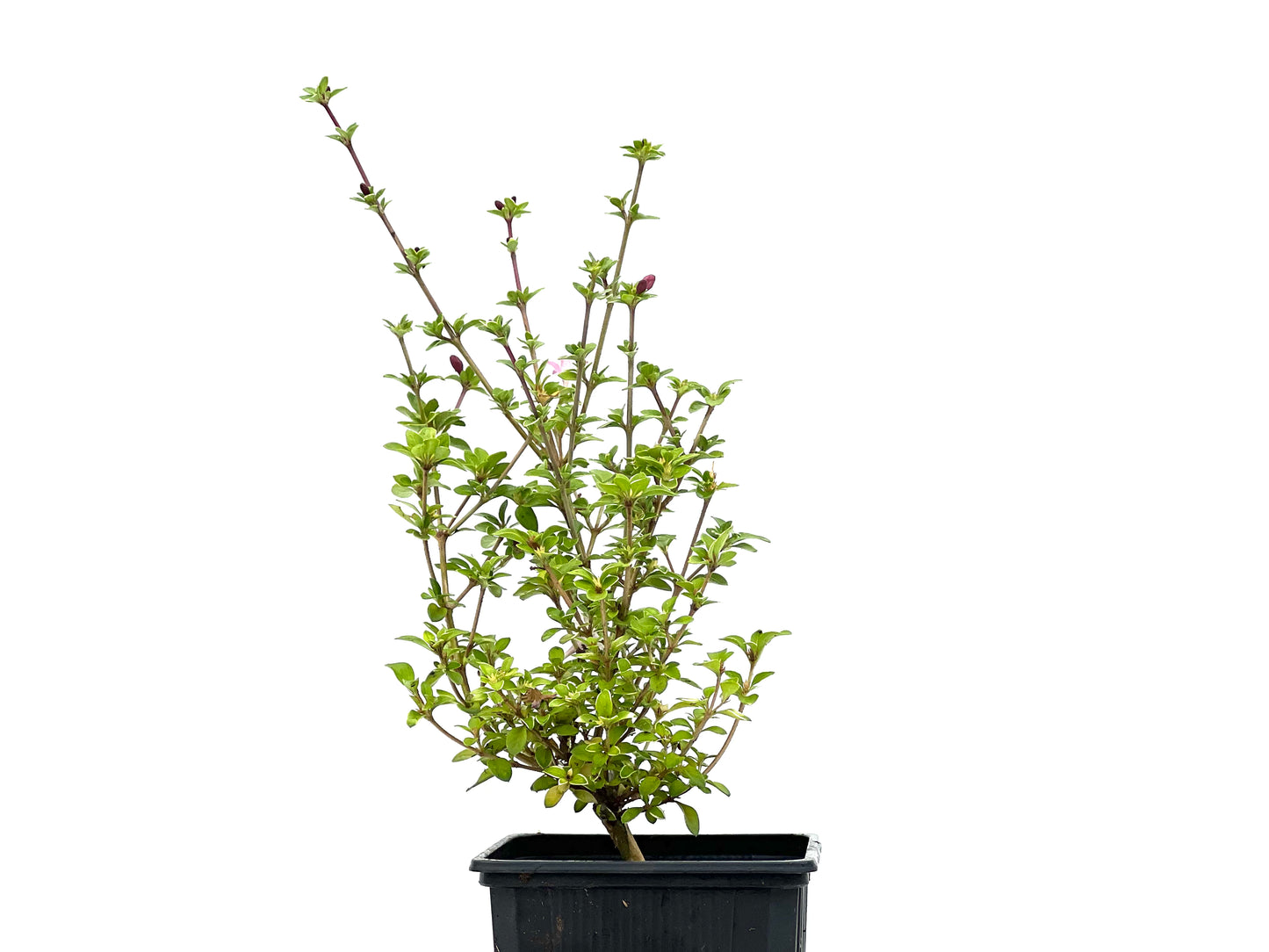 Serissa Japónica Variegada