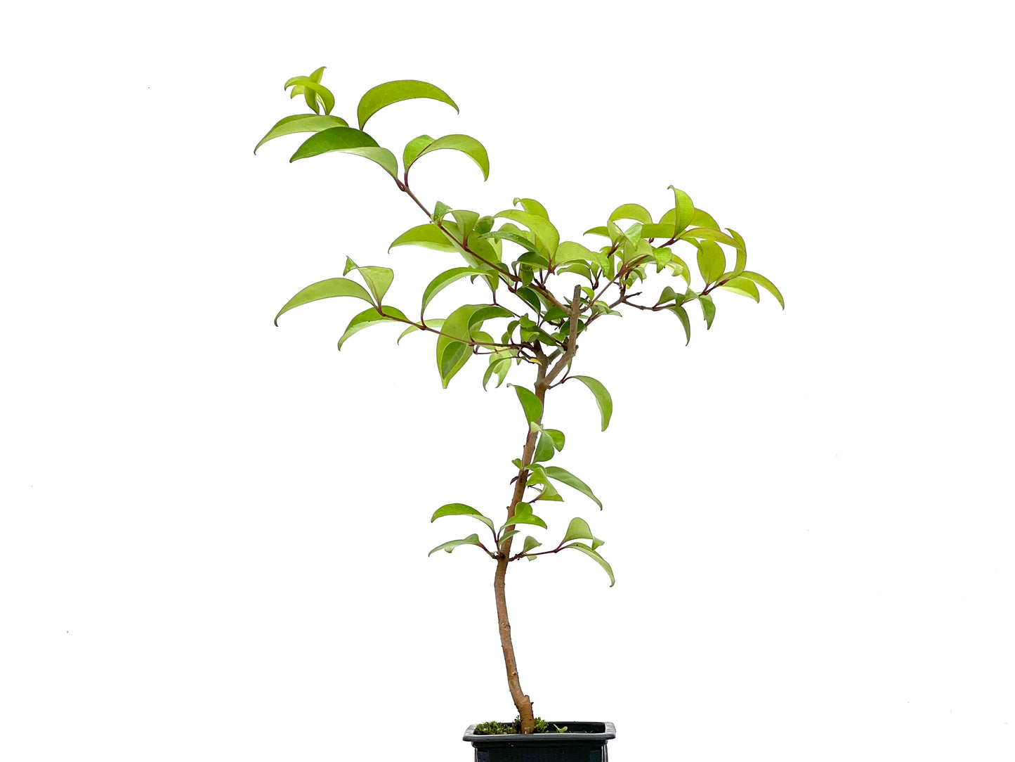 Ligustrum Japónicum