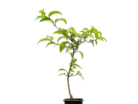 Ligustrum Japónicum