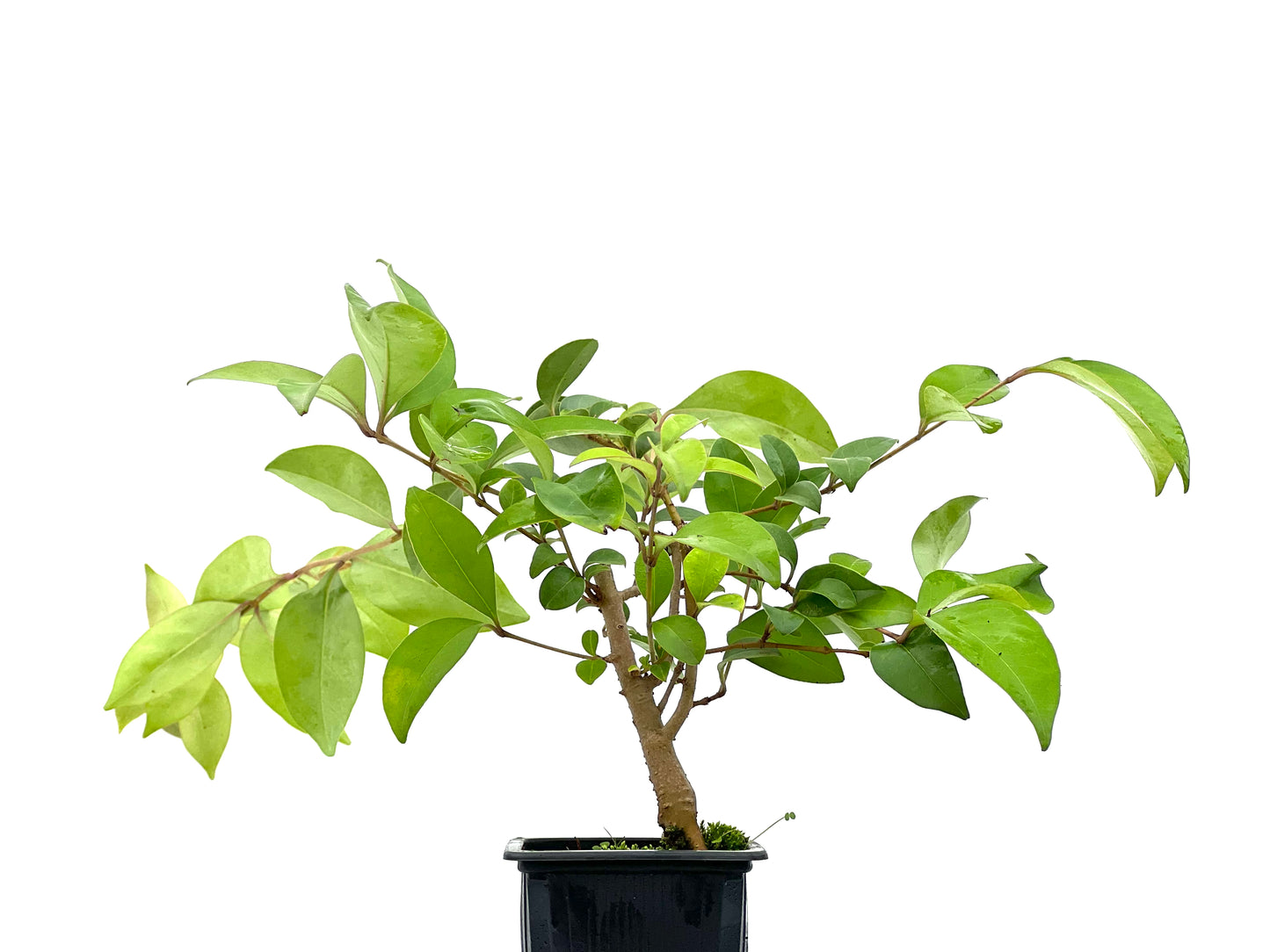 Ligustrum Japónicum