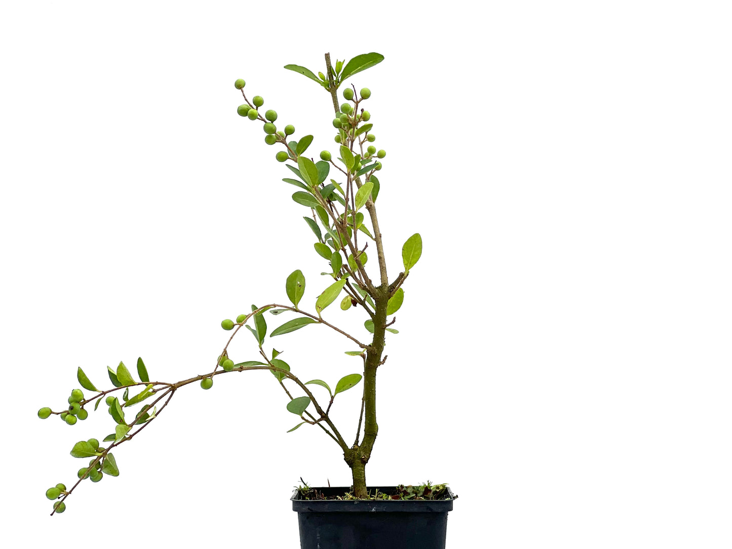 Ligustrum Ibota