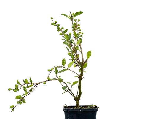 Ligustrum Ibota