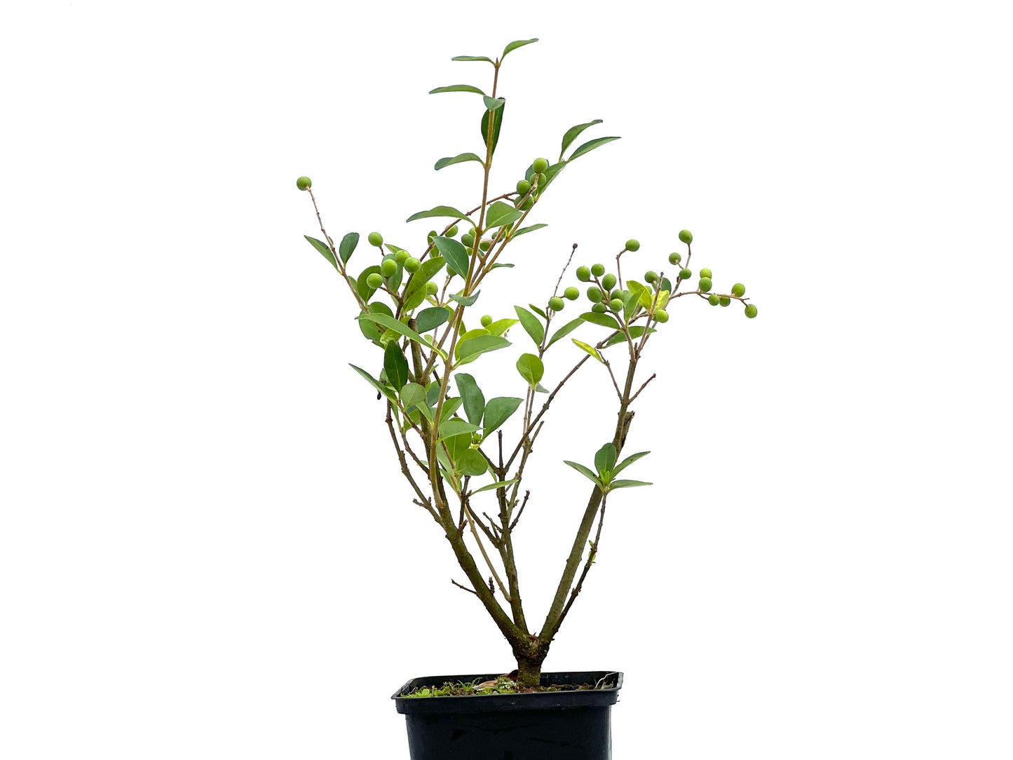 Ligustrum Ibota