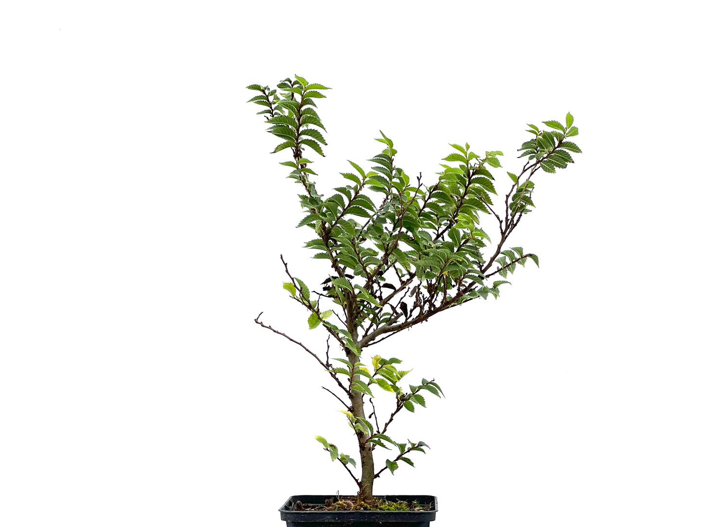 Ulmus Jacqueline Hiller