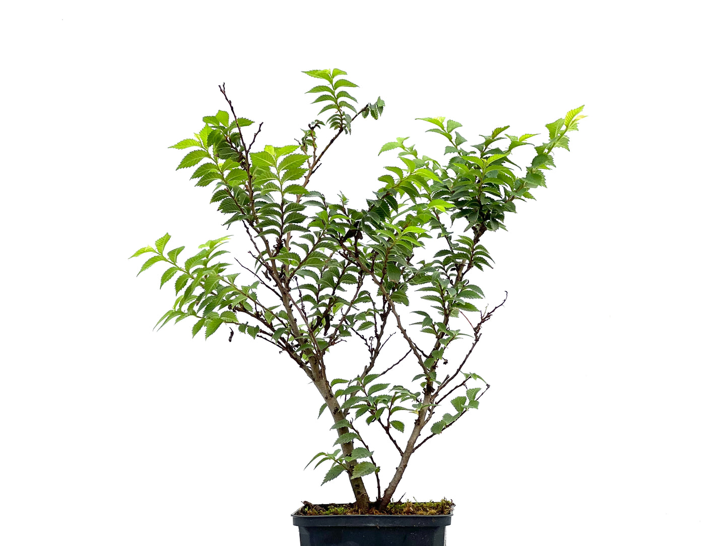 Ulmus Jacqueline Hiller