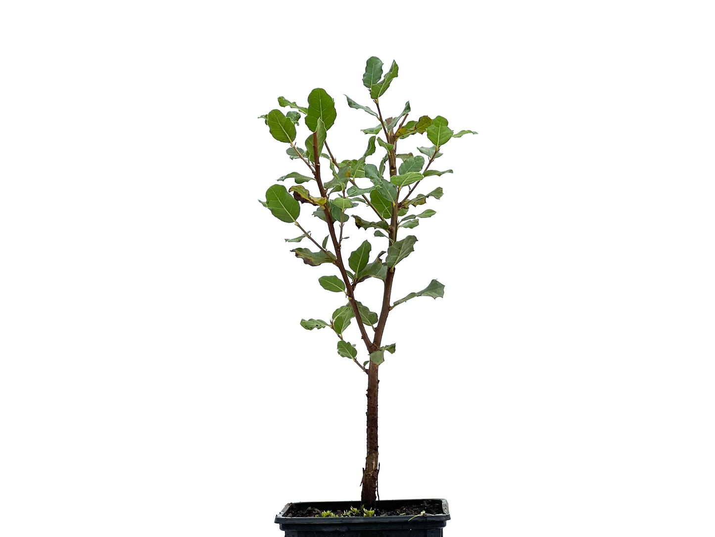 Quercus Suber