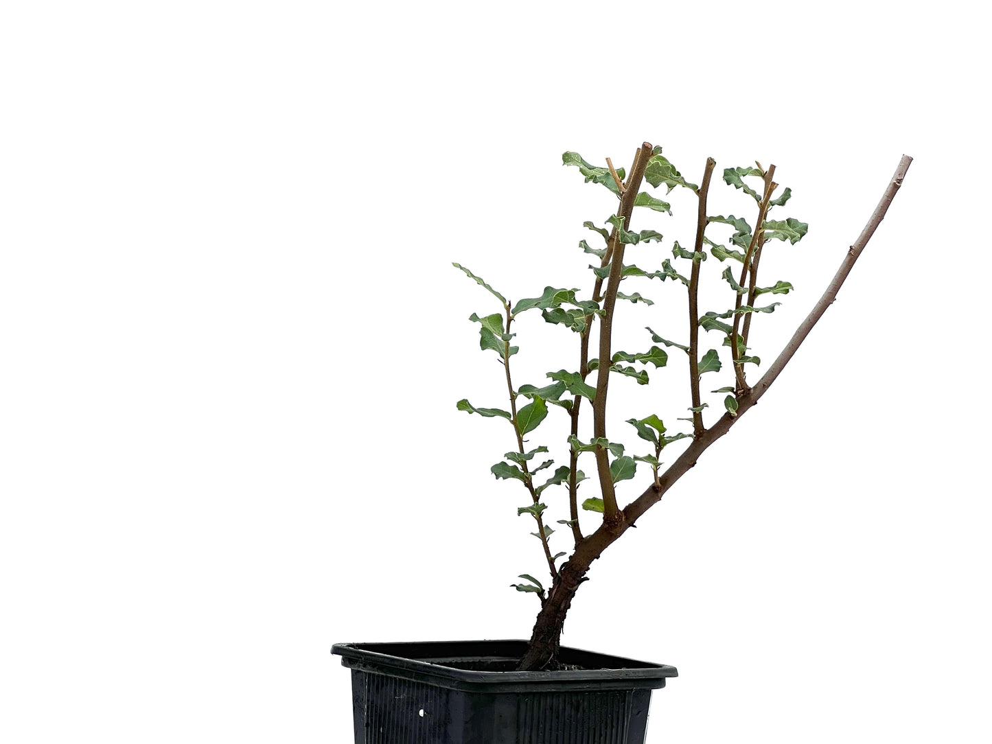 Quercus Suber