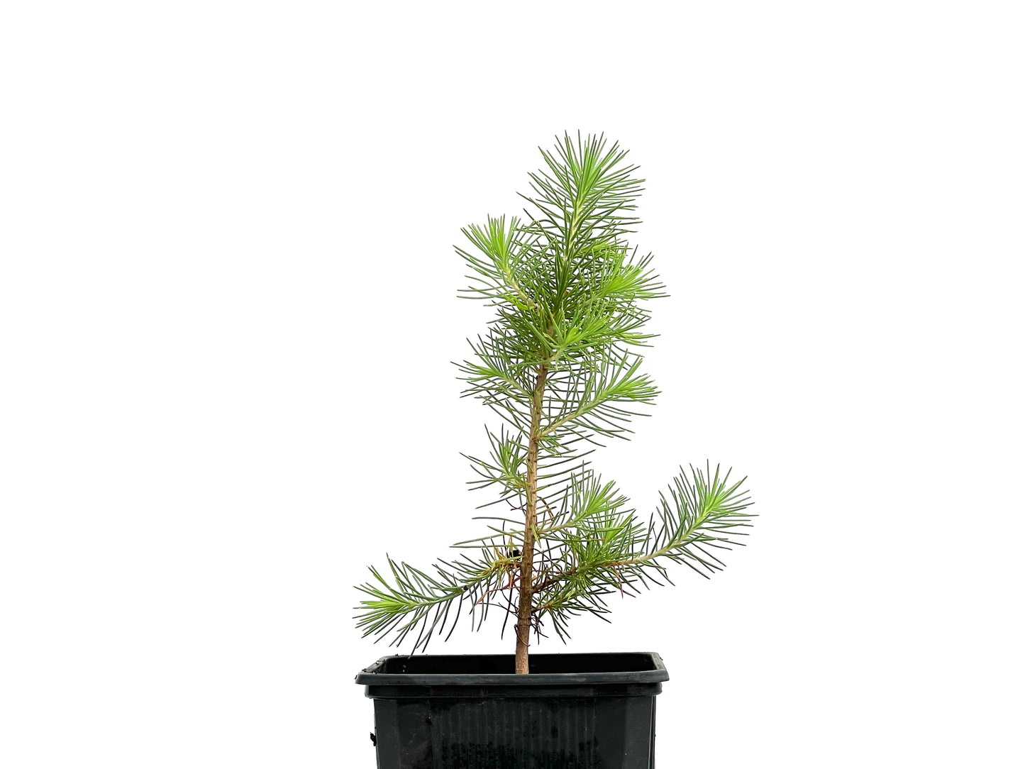 Pinus Halepensis