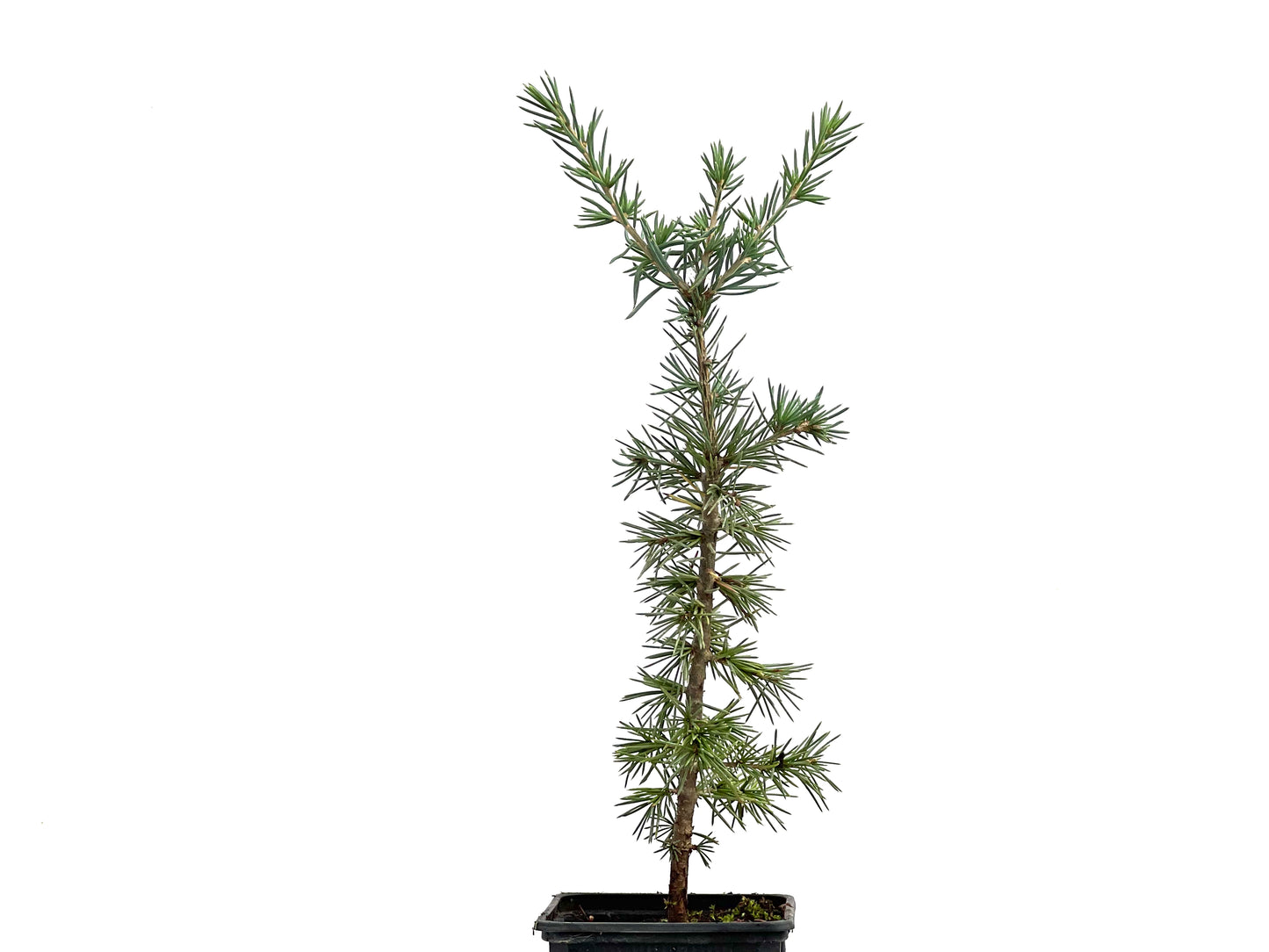 Cedrus Atlantica