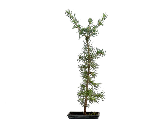 Cedrus Atlantica