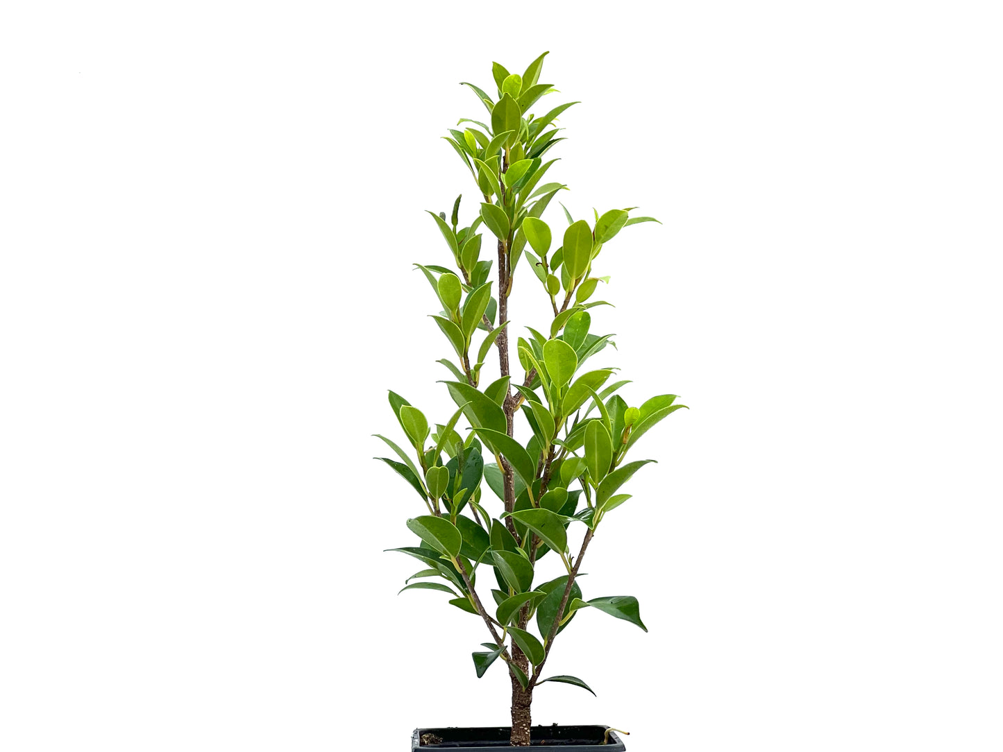 Ficus Tiger Bark