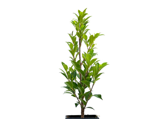 Ficus Tiger Bark