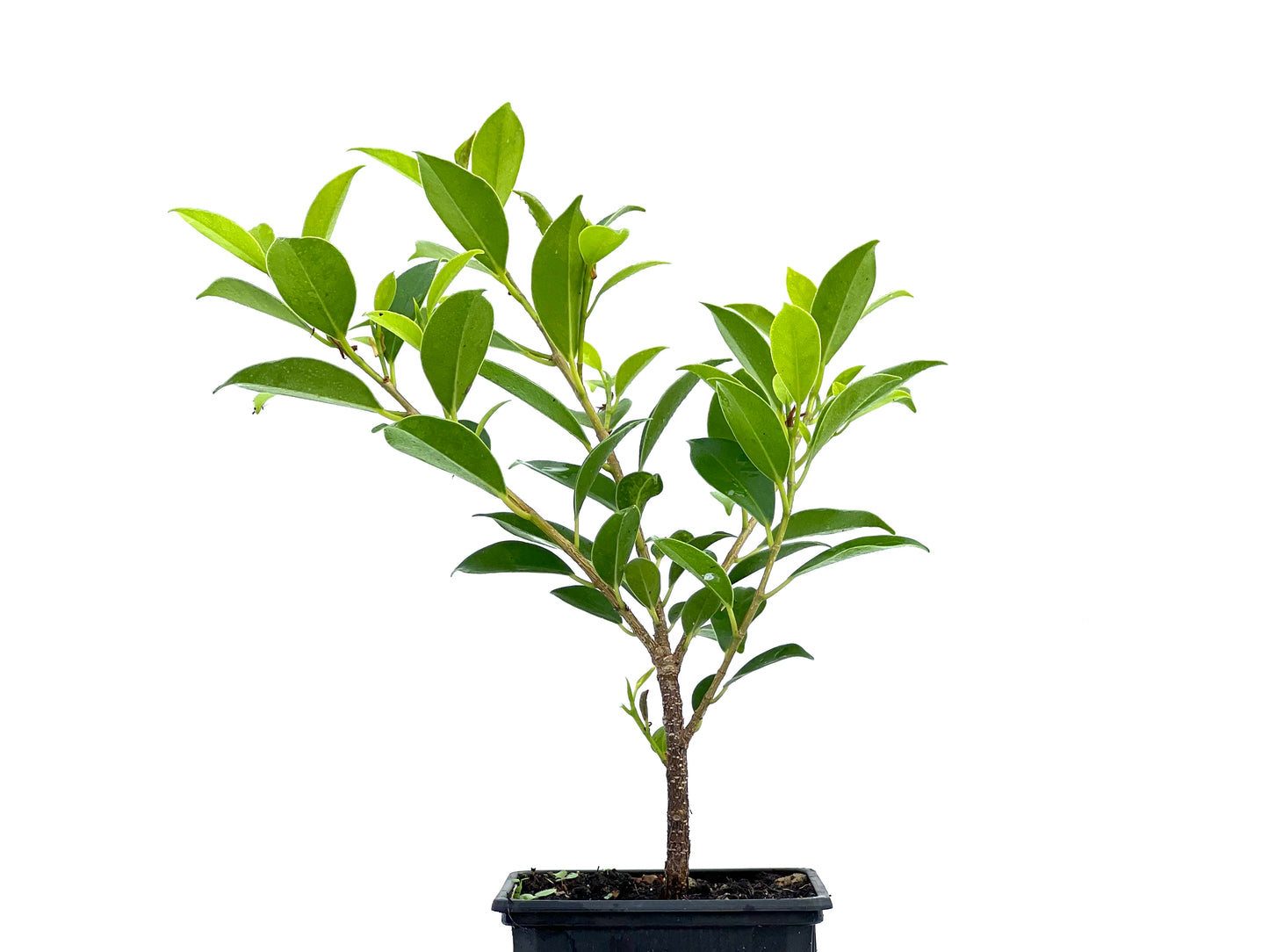 Ficus Tiger Bark