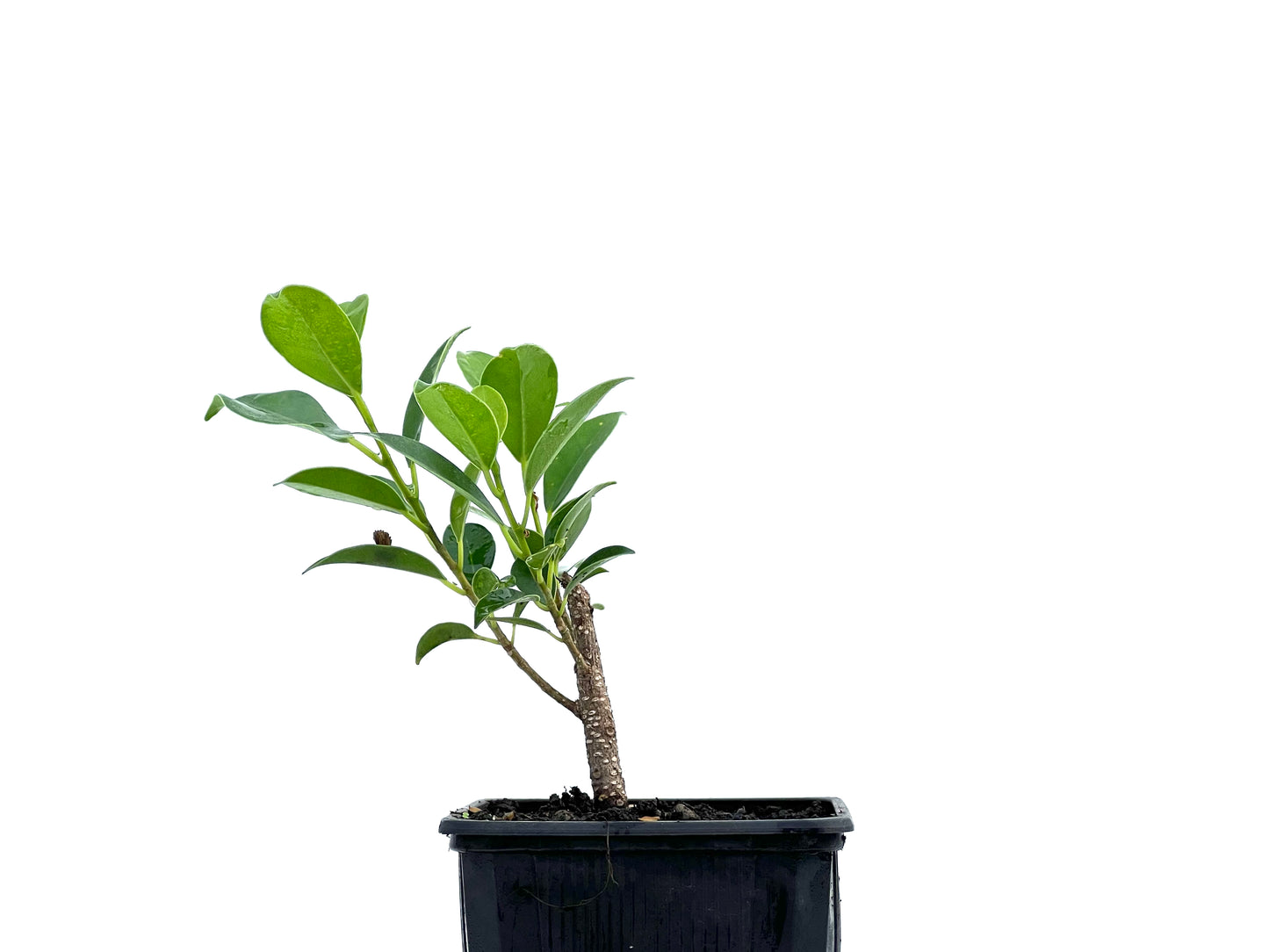 Ficus Tiger Bark