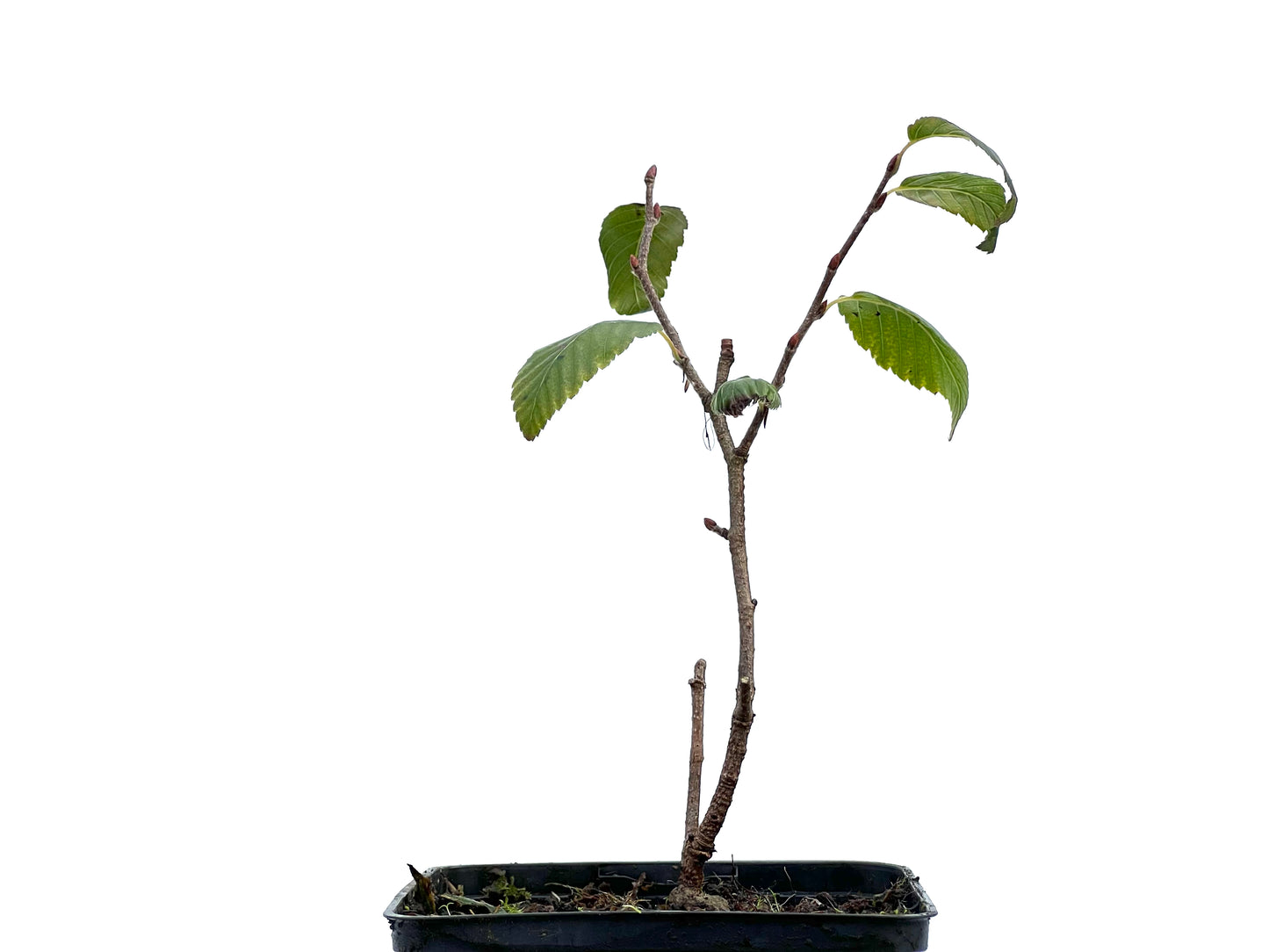 Carpinus Turczaninowii