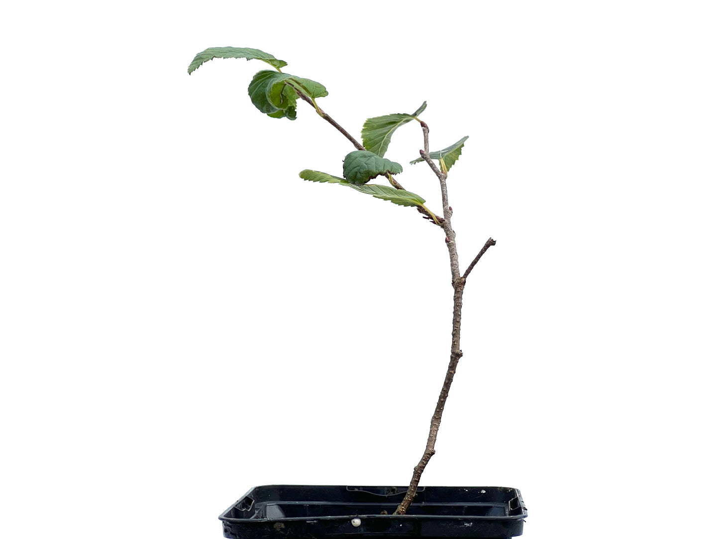 Carpinus Turczaninowii