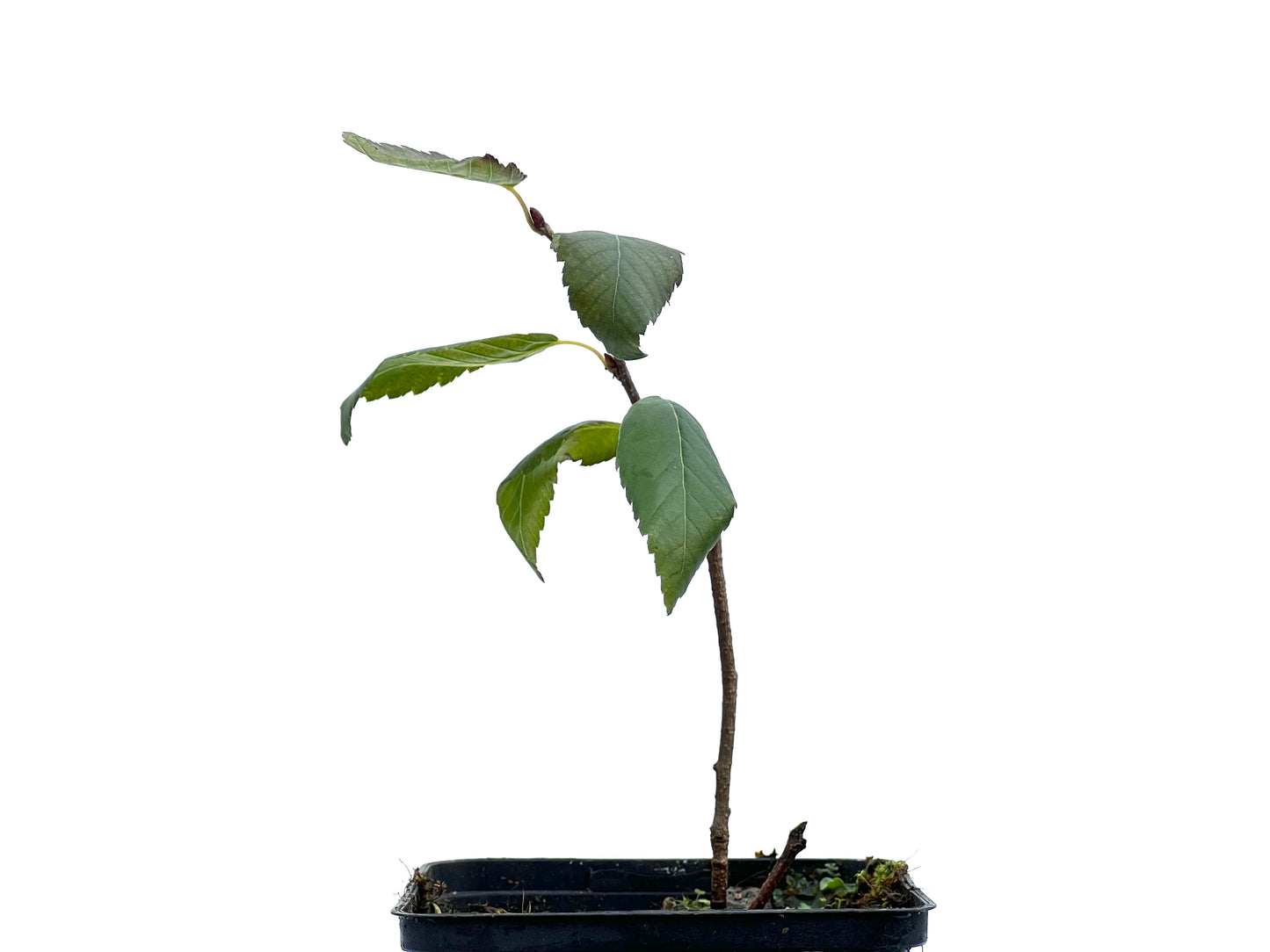 Carpinus Turczaninowii