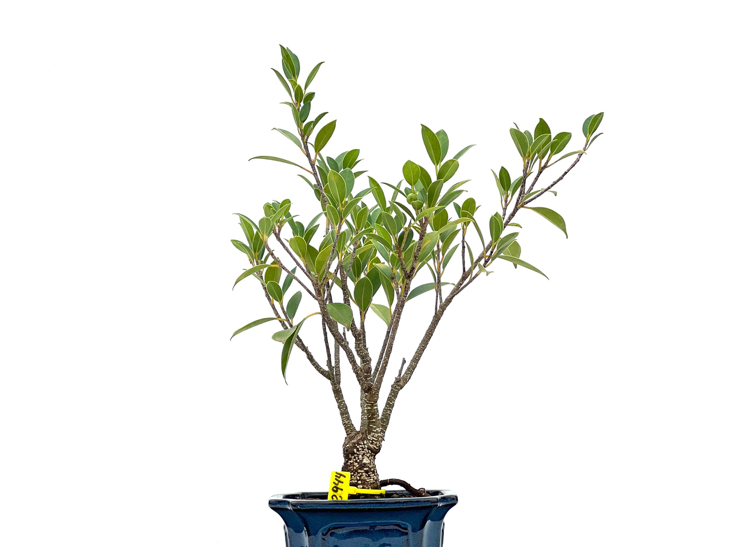 Ficus Tiger Bark 2944