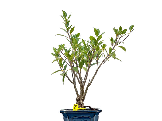 Ficus Tiger Bark 2944