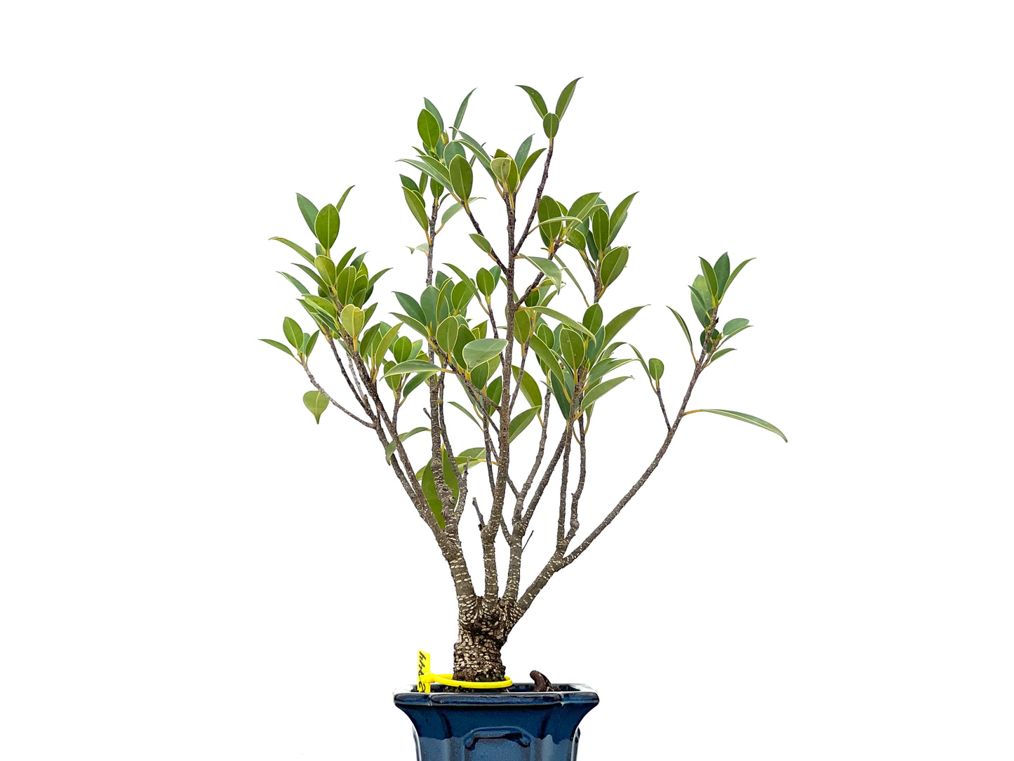 Ficus Tiger Bark 2944