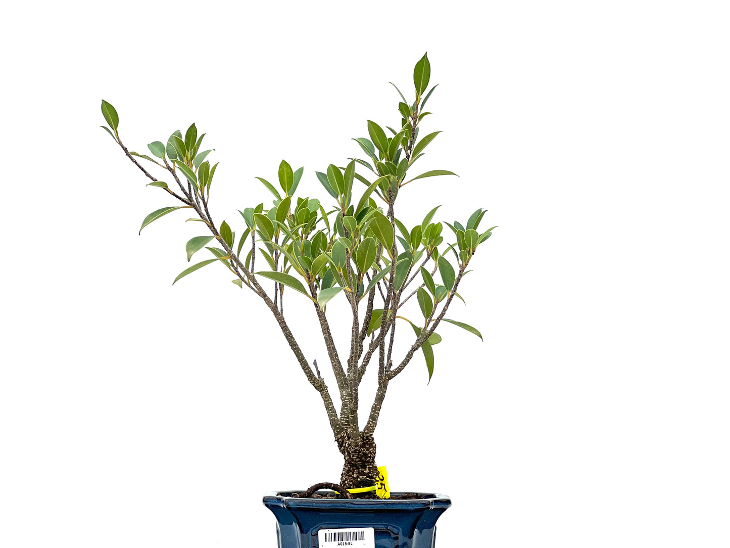 Ficus Tiger Bark 2944