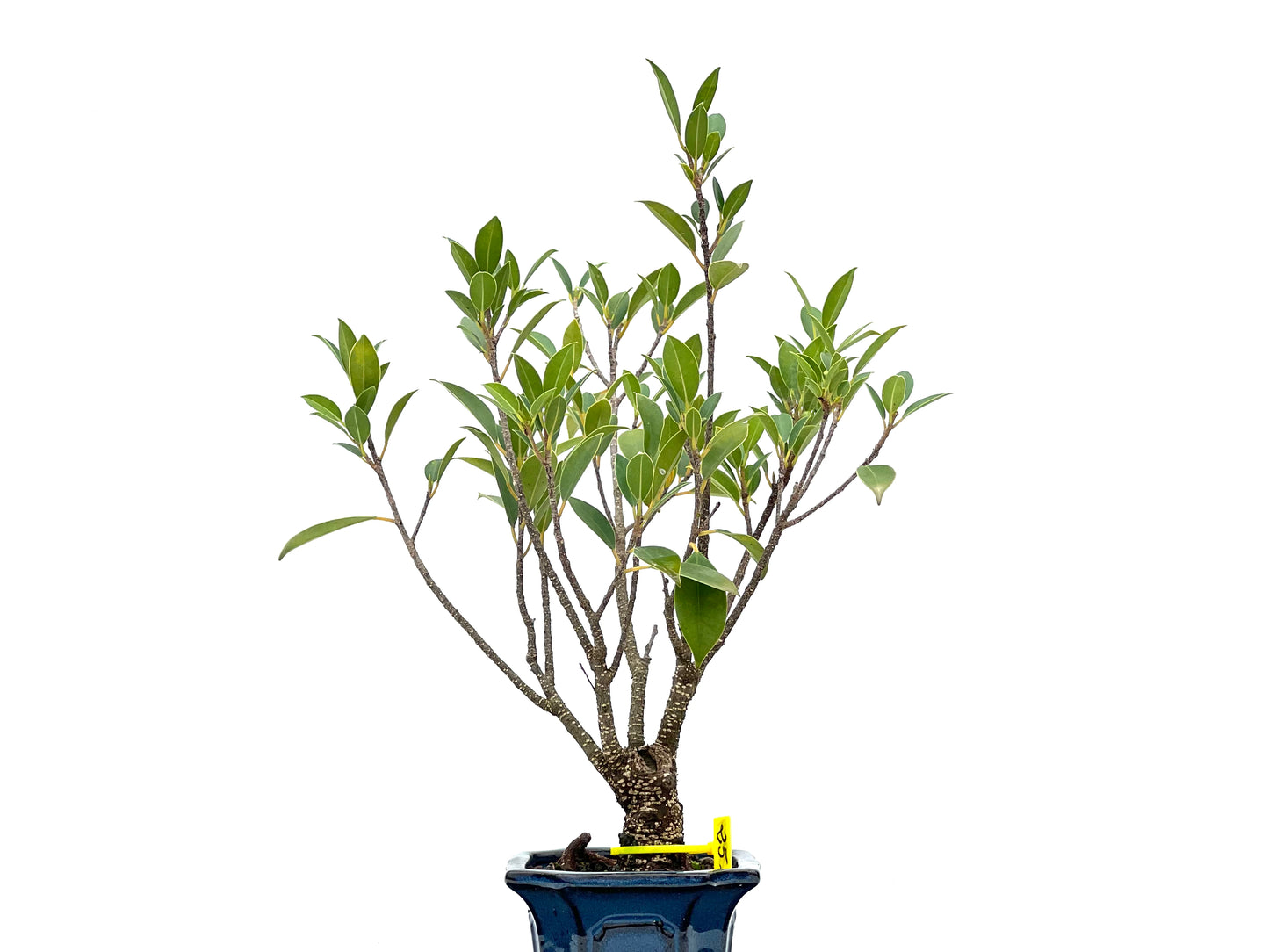 Ficus Tiger Bark 2944