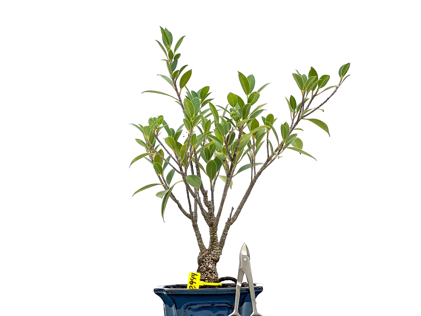 Ficus Tiger Bark 2944