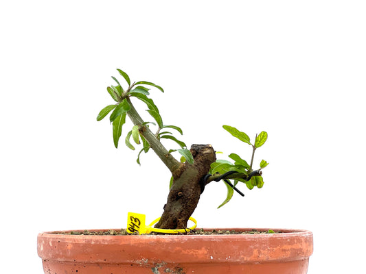 Punica Granatum Nejikan 1943