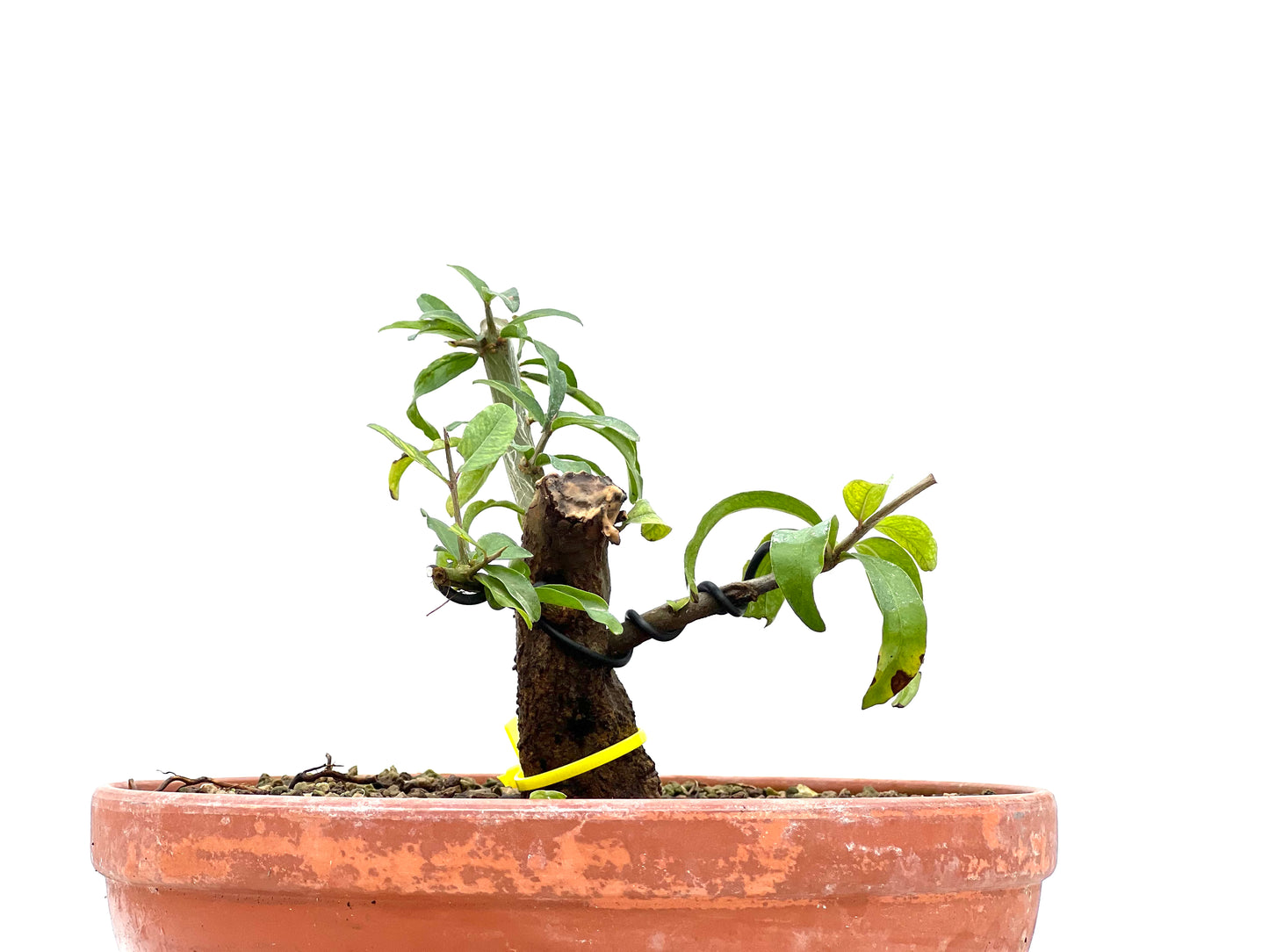 Punica Granatum Nejikan 1943