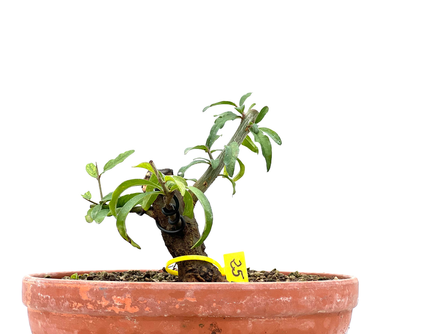 Punica Granatum Nejikan 1943