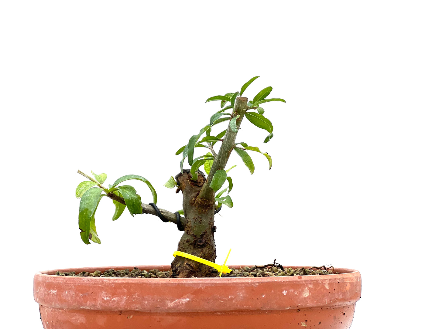 Punica Granatum Nejikan 1943