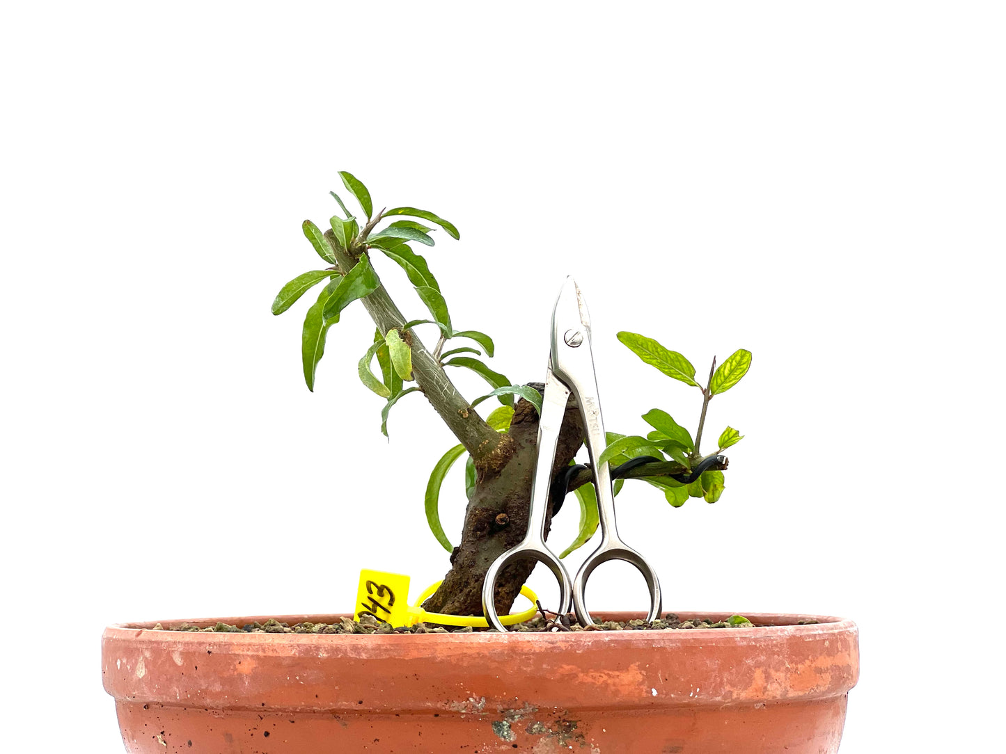 Punica Granatum Nejikan 1943