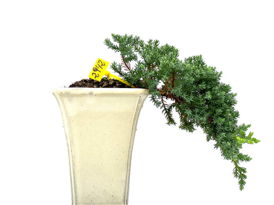 Juniperus Procumbens Nana 2942