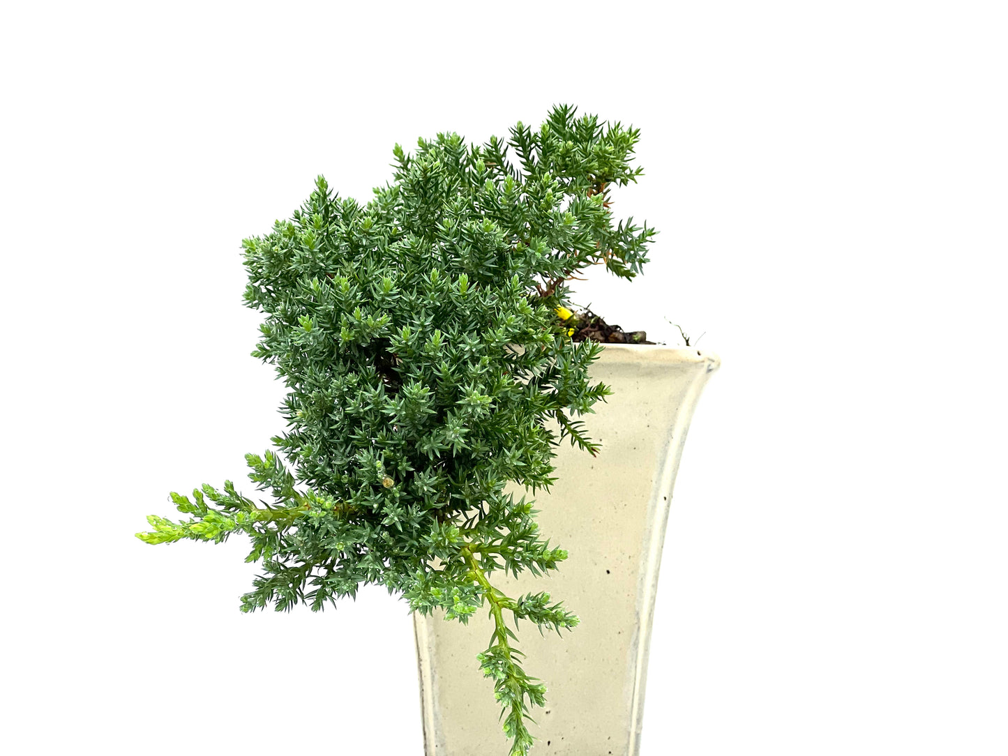 Juniperus Procumbens Nana 2942