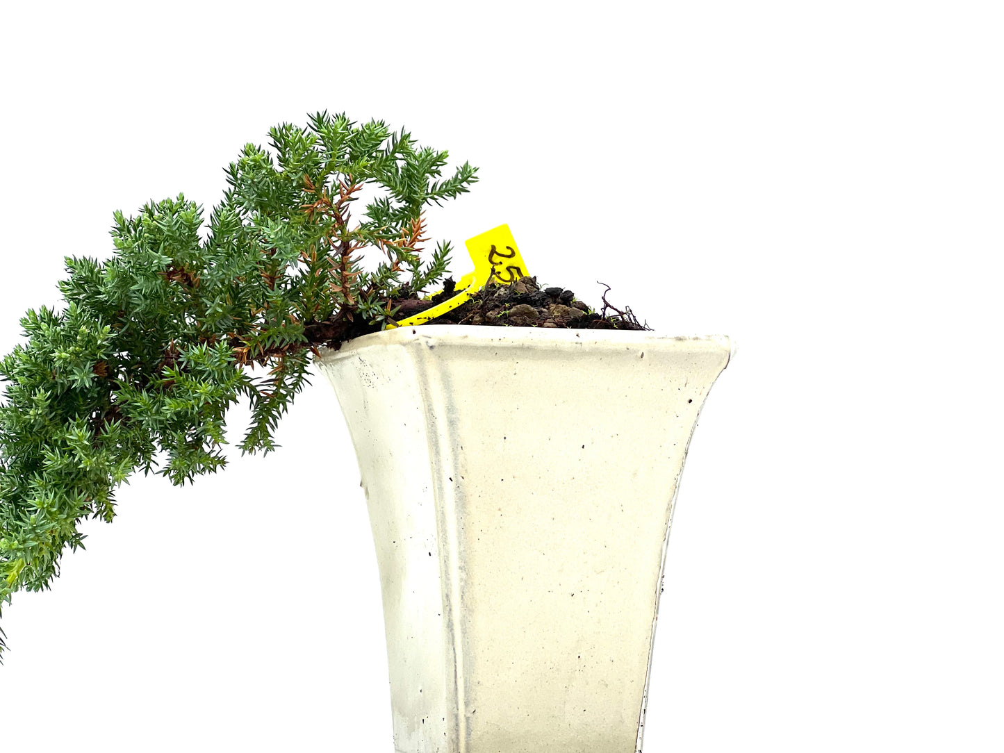 Juniperus Procumbens Nana 2942