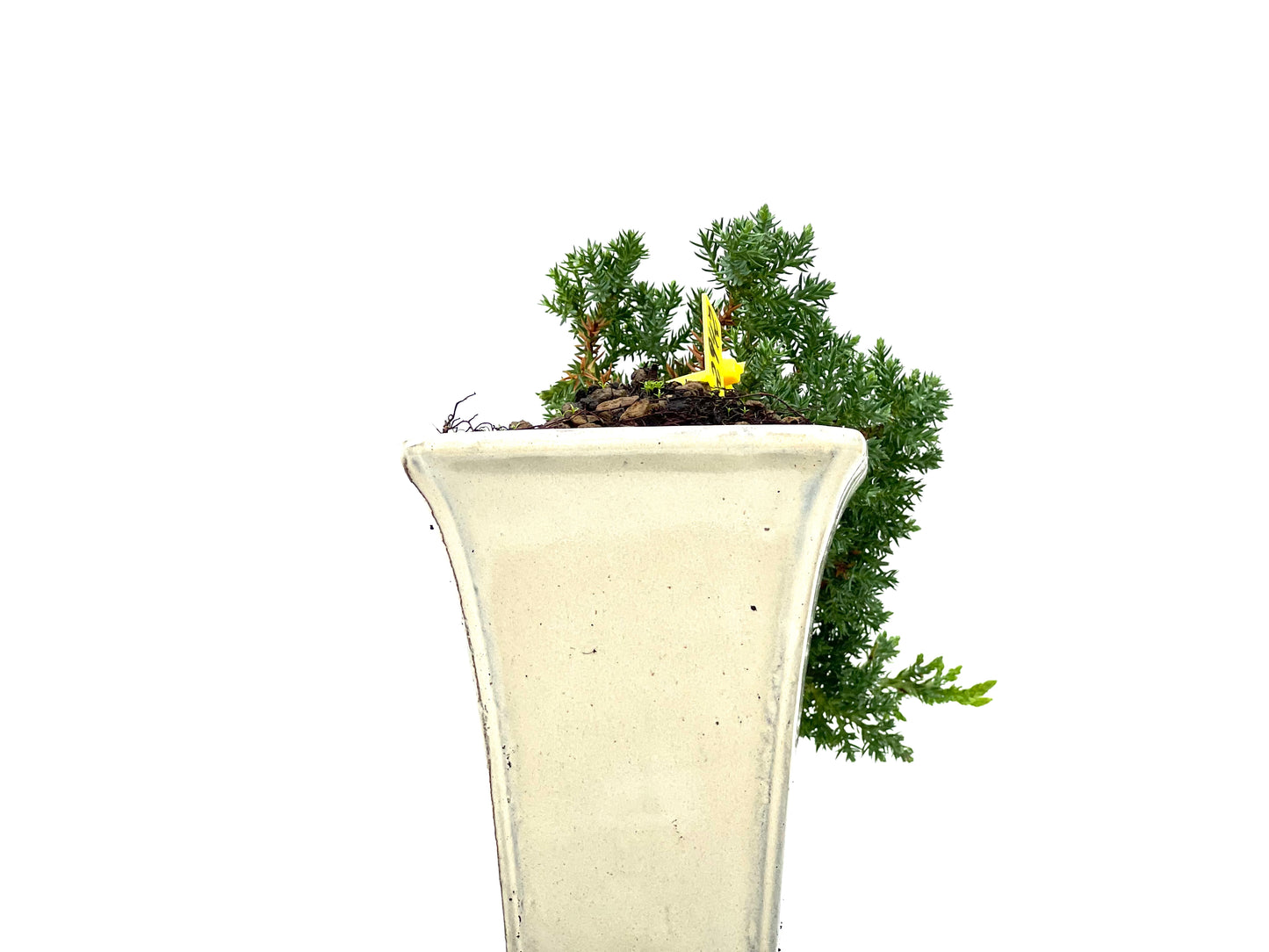 Juniperus Procumbens Nana 2942