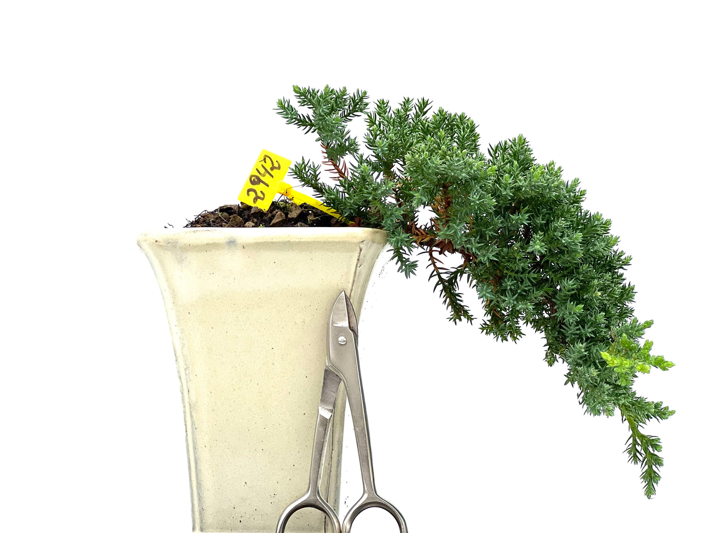 Juniperus Procumbens Nana 2942