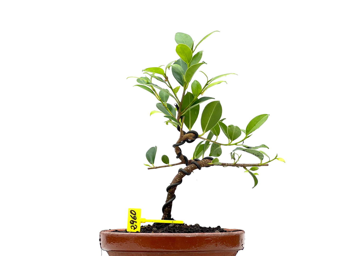 Ficus Tiger Bark 2960