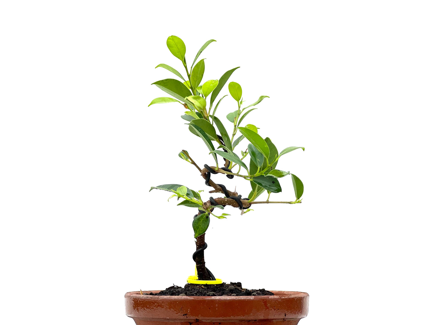 Ficus Tiger Bark 2960