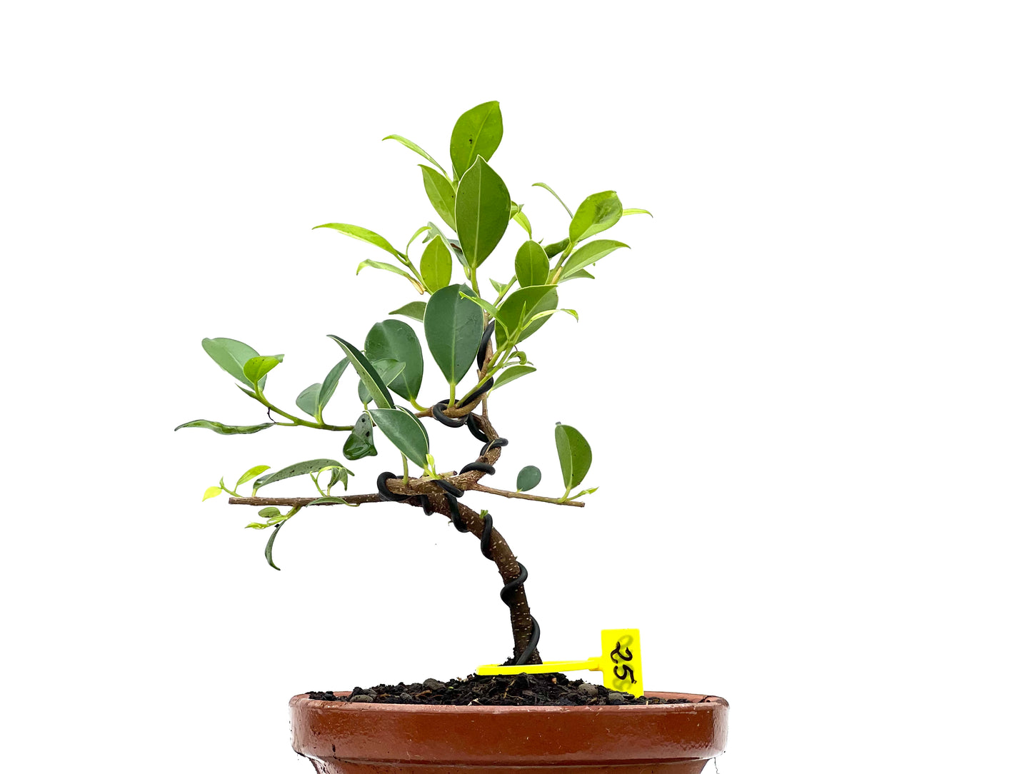 Ficus Tiger Bark 2960