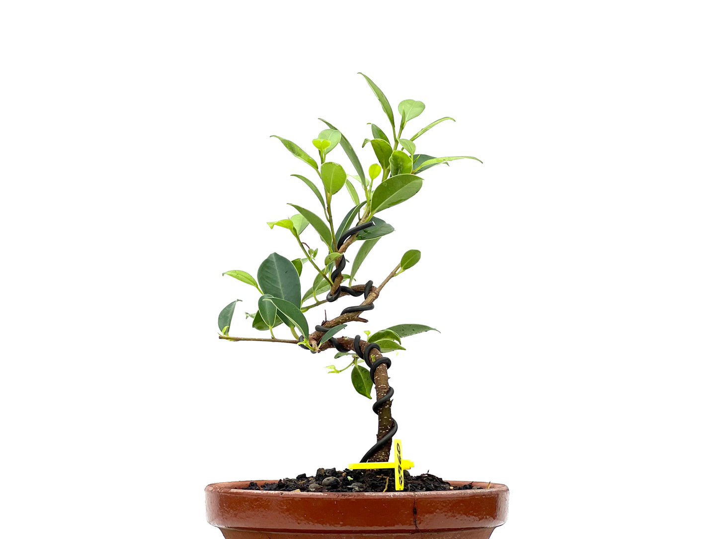 Ficus Tiger Bark 2960