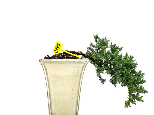 Juniperus Procumbens Nana 2947