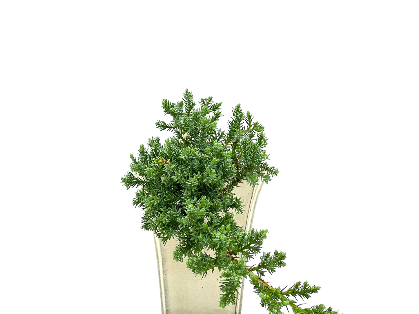 Juniperus Procumbens Nana 2947