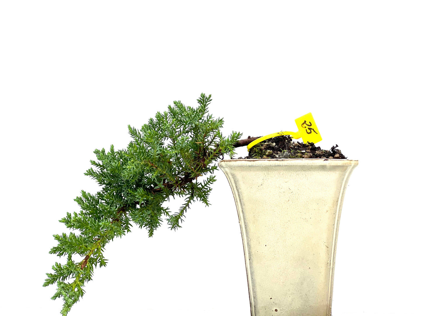 Juniperus Procumbens Nana 2947