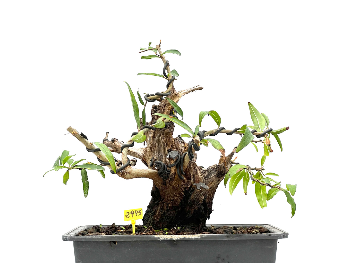 Punica Granatum Nejikan 2945