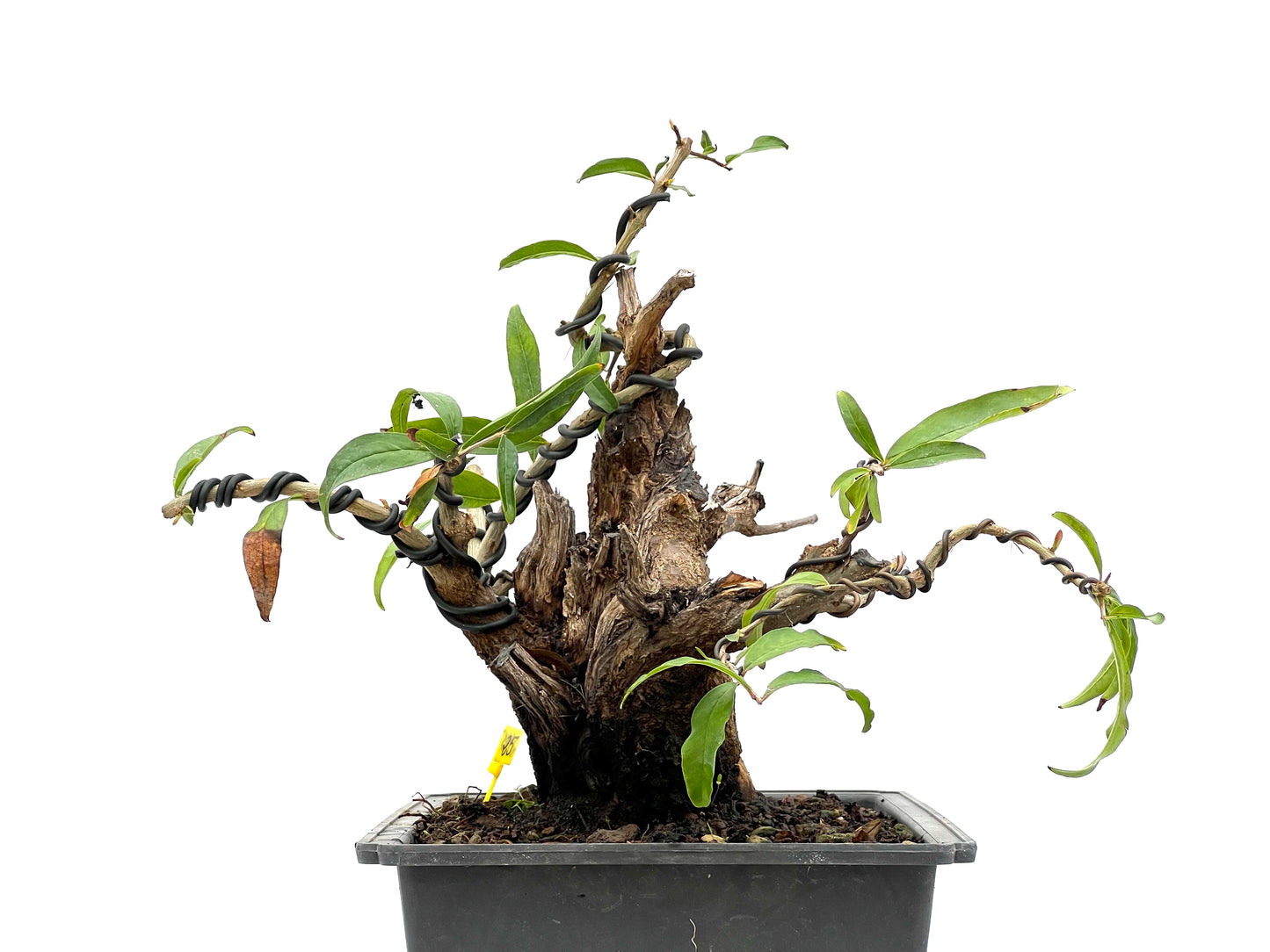 Punica Granatum Nejikan 2945