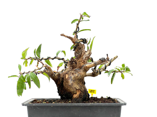 Punica Granatum Nejikan 2945