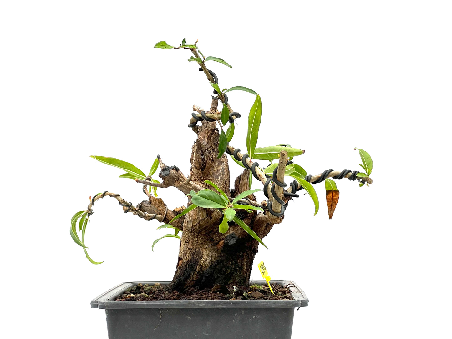 Punica Granatum Nejikan 2945