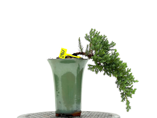 Juniperus Procumbens Nana 2961