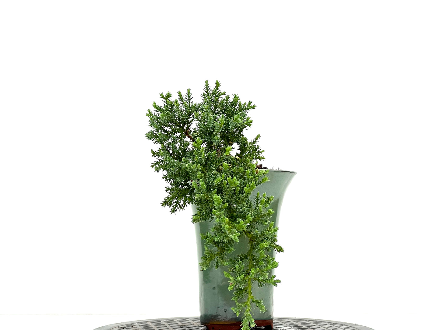 Juniperus Procumbens Nana 2961